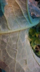 Lactuca