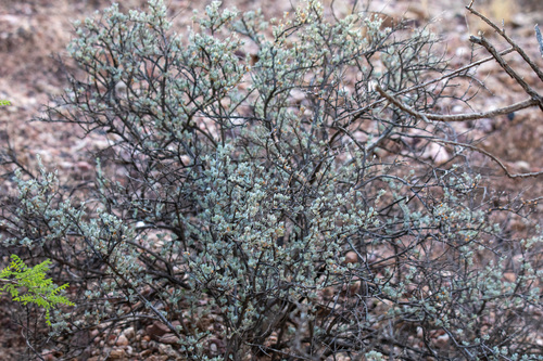 Big Bend Silverleaf