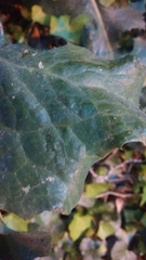 Lactuca