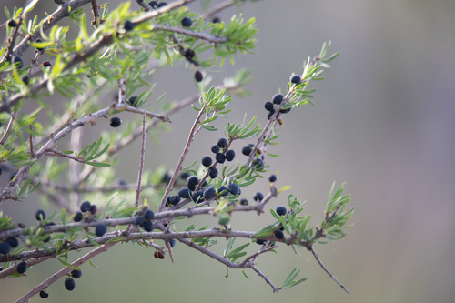 Narrowleaf Forestiera