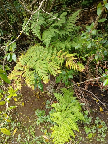 Hypolepis dicksonioides