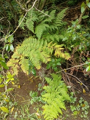 Hypolepis dicksonioides