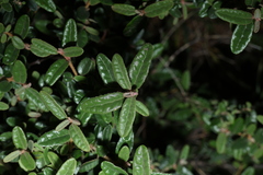 Correa glabra