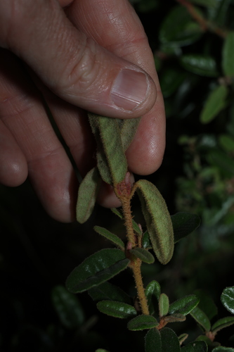 Correa glabra, photograph 1
