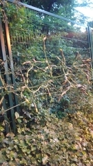 Lactuca