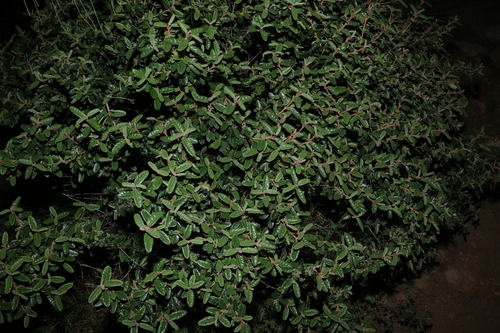 Correa glabra, photograph 2