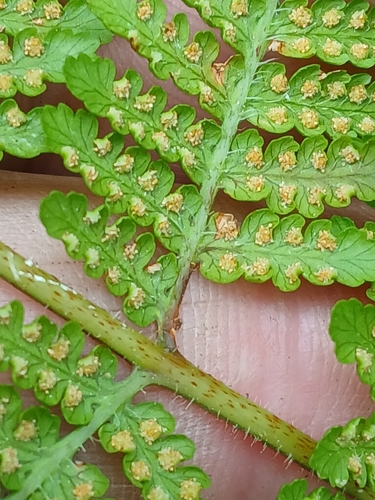 Hypolepis dicksonioides, photograph 2
