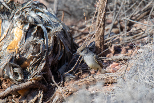 Ash-throated Flycatcher