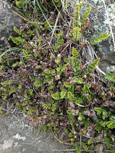 Cheilanthes distans observed 2026-09-26