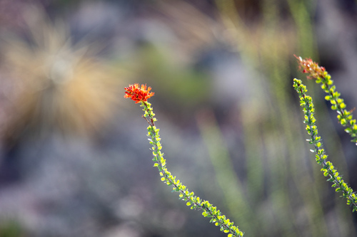 ocotillo