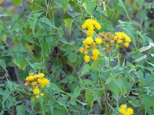 mountain tail-leaf