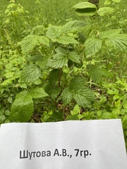Rubus idaeus