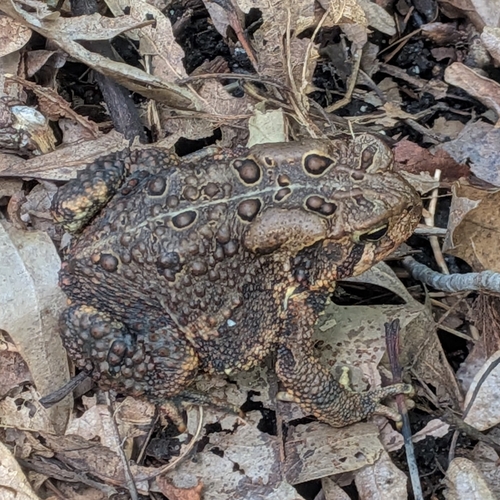 American Toad