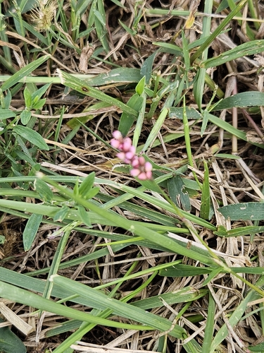 low smartweed