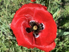 Papaver orientale