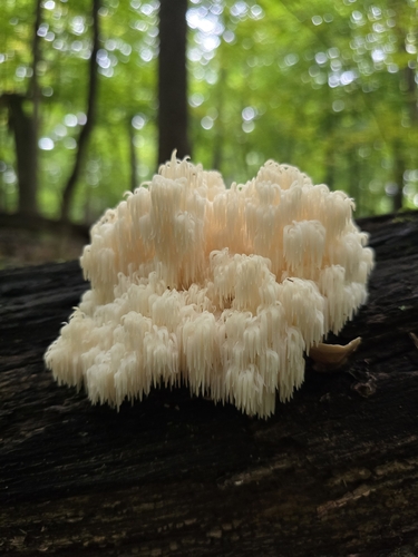 Bear's Head Tooth