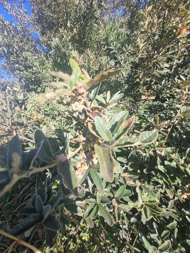 Quercus microphylla, photograph 4