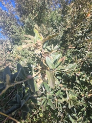 Quercus microphylla, photograph Aarón Misael Carpio Dávila, CC BY, iNaturalist via GBIF