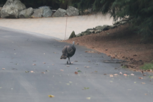 Wild Turkey