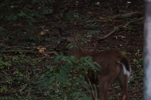 White-tailed Deer
