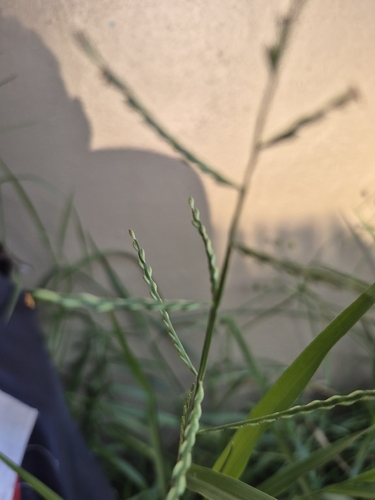 green summer grass