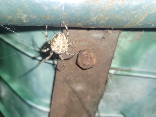 Cross Orbweaver