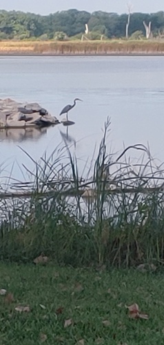 Great Blue Heron