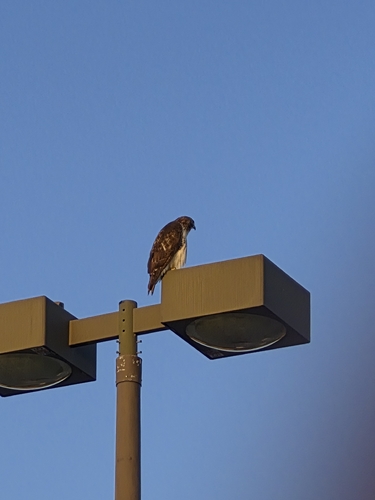 Red-tailed Hawk