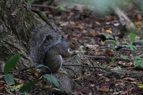 Eastern Gray Squirrel