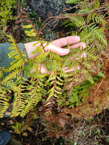 Pteris tremula