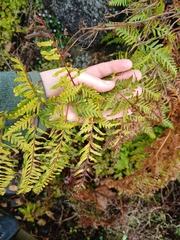 Pteris tremula, photograph (c) Shaun, some rights reserved (CC BY)