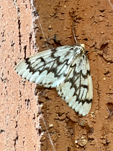 Phantom Hemlock Looper