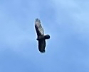 Turkey Vulture