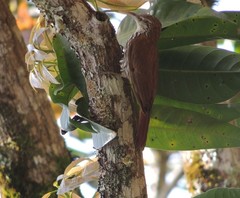 Lepidocolaptes squamatus