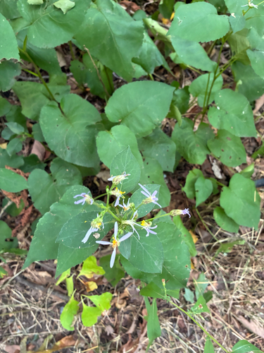 Eurybia macrophylla