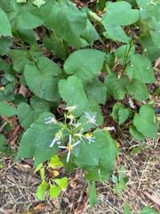 Eurybia macrophylla