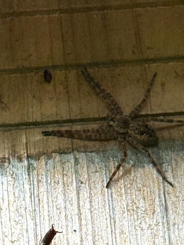 Dark Fishing Spider