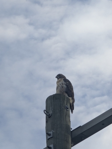 Red-tailed Hawk