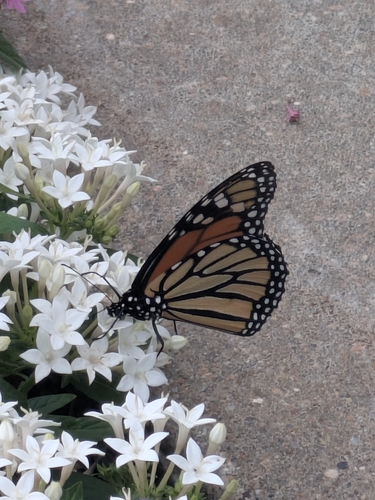 Monarch