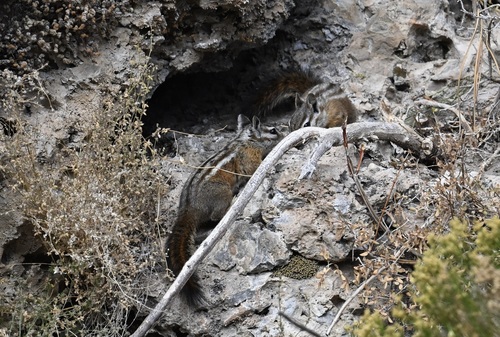 Palmer's Chipmunk observed by lonnyholmes