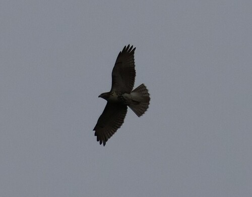 Red-tailed Hawk