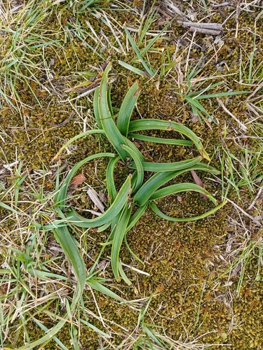 Thelymitra longifolia observed 2026-09-26