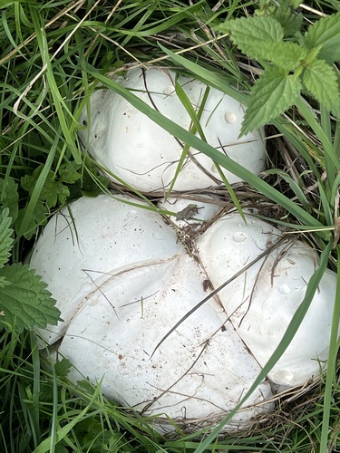giant puffball