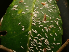 Lepidosaphes ulmi