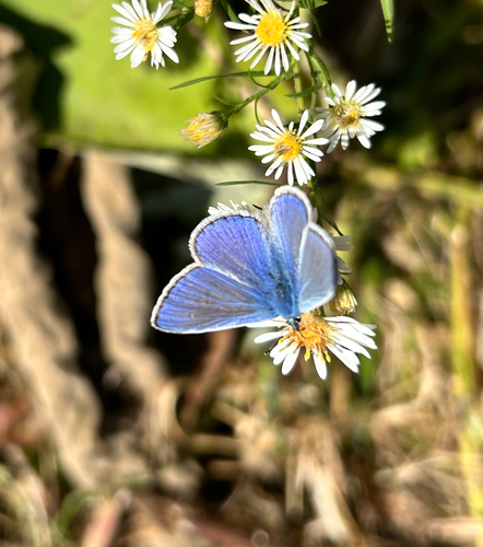Common Blue