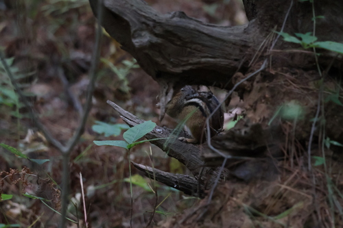 Eastern Chipmunk