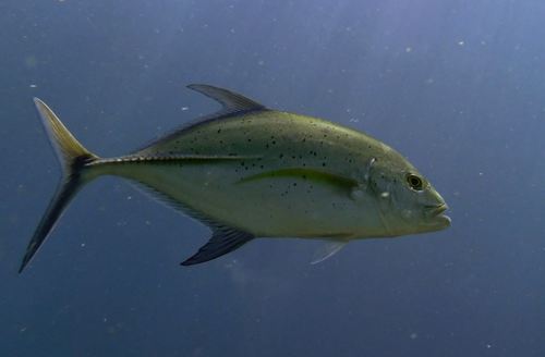 Bluefin trevally