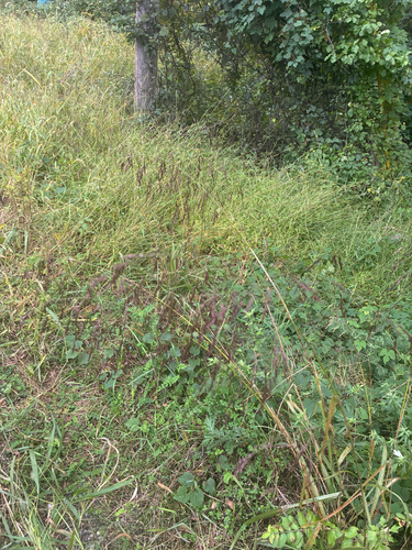 Tridens flavus, photograph 4