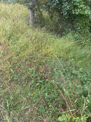 Tridens flavus, photograph author not stated, no rights reserved