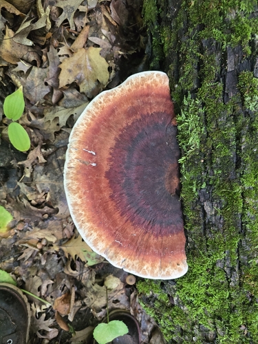 Resinous Polypore
